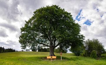 Výnimočné stromy s príbehom môže verejnosť prihlásiť do ankety Strom roka 2023