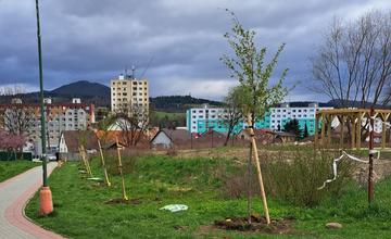Po štyroch rokoch čakania vysadili v Kysuckom Novom Meste vyše 80 nových stromov