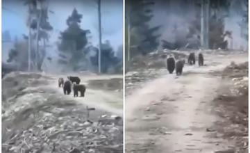 VIDEO: Dvojica pri behu v lese nad obcou Varín narazila na skupinu medveďov
