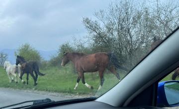 Po hlavnej ceste I/65 v Martine behajú štyri splašené kone