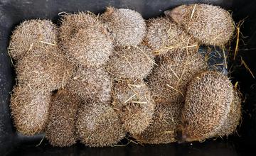 V záchrannej stanici v Zázrivej prezimovalo množstvo ježkov, teraz nastal čas vypustiť ich do prírody