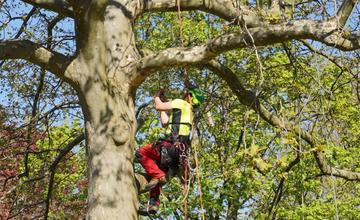 FOTO: V žilinských mestských parkoch ošetria 417 dospelých stromov, práce začali už tento týždeň