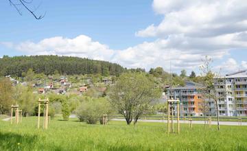 Žilina proti klimatickej kríze bojuje výsadbou stromov, 638 drevín vysadila v okolí ciest a priemyselných zón