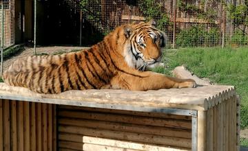 V ranči pri Žiline usmrtili po včerajšom útoku dve zvieratá, naďalej v ňom ostalo 16 levov a tigrov