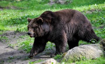 Pri termálnom kúpalisku v Stráňavách sa pohybuje medveď, obec varuje svojich obyvateľov