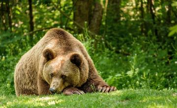 Medvede z ružomberského cintorína budú usmrtené, občania chvália primátorovu snahu