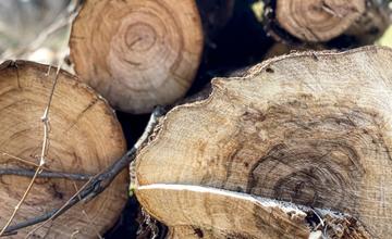 V Lesoparku Chrasť bude vyrúbaných 275 suchých a odumretých stromov