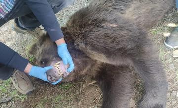 Veterinár eutanázoval medveďa, ktorý sa niekoľko dní potuloval po cintoríne v Ružomberku
