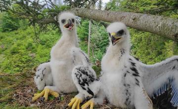 FOTO: V CHKO Kysuce hniezdia mláďatá orla skalného, ochranári čakajú na ich úspešné vyletenie