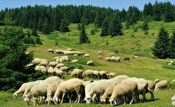 Na salaši v Zázrivej zaútočili vlky na stádo oviec. Takmer sto z nich neprežilo