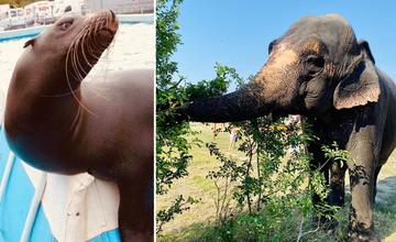 FOTO: Na Solinky mieria slony, uškatce, ťavy aj zebry. Rakúsky Zoo Park vyvolal rozporuplné reakcie