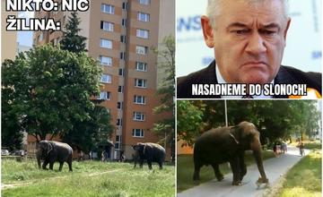 Slony na Sloninkách bavia celé Slovensko, kosia trávu a lovia medvede
