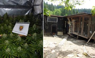 FOTO: „Záhradník“ z Kysúc 2 roky pestoval v kôlni technické konope, elektrinu si dotiahol načierno