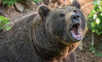 Škola deťom zrušila turistiku a pohyb v prírode na výlete v Ružomberku, obáva sa medveďov