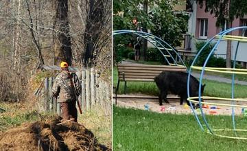 Poľovníci v júli zastrelia diviaky z lesoparku, v okolí bude hliadkovať mestská polícia