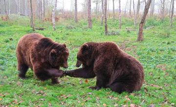 Pred mladými medveďmi a samicou s mláďatami varujú ďalšie obce na Liptove a Orave