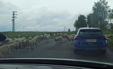 Pred hranicami s Poľskom sa po ceste pohybuje stádo oviec, zvýšte opatrnosť