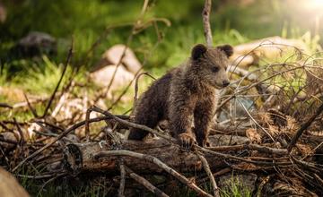 VIDEO: Vypočujte si vtipnú pieseň o medveďovi, ktorý sa od ľudí nedištancuje