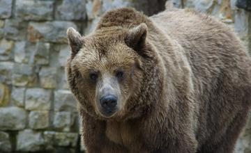 Cintorín v Ružomberku bude chrániť elektrický ohradník, medvede sa stále pohybujú v okolí