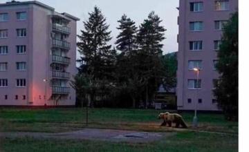 Na sociálnych sieťach sa začala šíriť fotografia medveďa na sídlisku v Martine. Ide o hoax