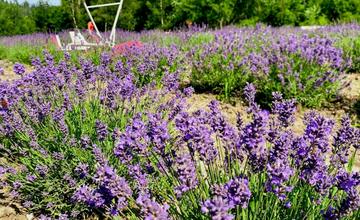 Za levanduľou nemusíte cestovať do Provensálska, stačí prísť na samozber do Oščadnice