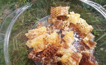 FOTO: Med, vosk, propolis, terapia včelami aj sklený úľ. Zažite vo Vychylovke deň plný včelárstva