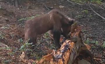 Do stredu liptovskej obce mal zavítať medveď, obyvateľka skončila zranená. Zásahový tím dnes prípad vyšetrí
