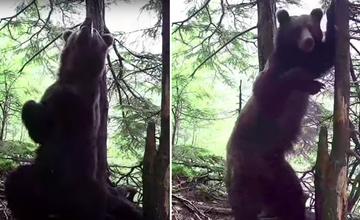 VIDEO: V horách natočil tancujúceho medveďa. Čo však zviera robilo naozaj?