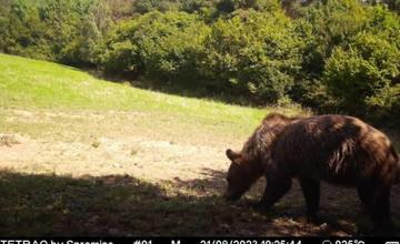 Starostka kysuckej obce varuje pred medveďmi, pohybujú sa na viacerých miestach vrátane záhradkárskej osady