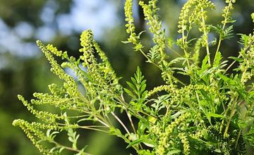 Alergici sa môžu konečne zhlboka nadýchnuť. Peľová sezóna agresívnych rastlín je za nami