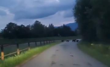 VIDEO: Vodičovi v Sučanoch prebehla cez cestu štvorica medveďov
