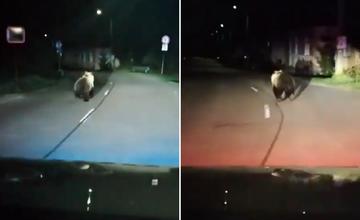 VIDEO: Liptovskí policajti zastihli medveďa pri autobusovej zastávke. Nočného návštevníka zahnali do lesa