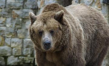 Zásahový tím usmrtil problémového medveďa v Sučanoch, ďalšieho jedinca zrazilo auto na ceste v Turci