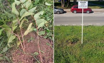 FOTO: Kosci zničili vysadené rastliny na Vlčincoch, firma napravila škodu
