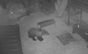 Medveď, ktorý mal na Liptove zaútočiť na chovateľa, bol odstránený zásahovým tímom