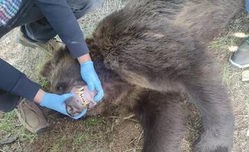 Mesto Ružomberok varuje občanov: Usmrtenie dvoch medveďov nepomohlo, stále chodia okolo domov