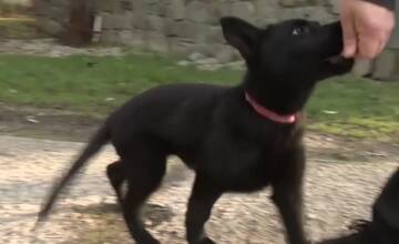VIDEO: Martinskí policajti majú novú štvornohú posilu - trojmesačné šteniatko Stefi