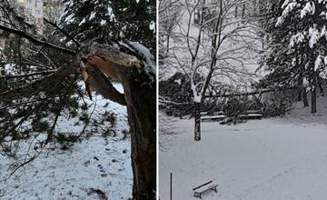 Vo vnútrobloku na Solinkách spadol strom rovno na lavičky