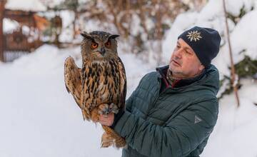 Podvyživený a dehydrovaný výr sa ukrýval pod schodmi domu v Zázrivej