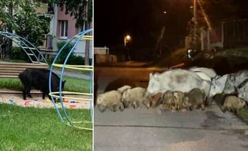 Diviačiu rodinku z lesoparku odstrelili, uloviť ďalšie zvieratá je zložité. Mesto rozmiestni fotopasce