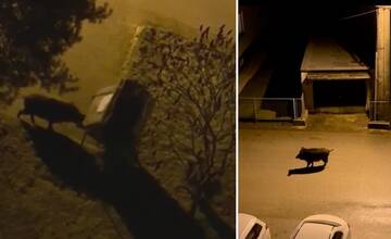 VIDEO: Diviaky v Závodí útočili na kontajner. Rodičia ich stretávajú pri prechádzkach s deťmi