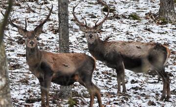 VIDEO a FOTO: Ľubomír loví jelene na Liptove, žiadnemu však neublíži