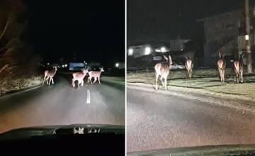 VIDEO: Po priemyselnej zóne Žiliny v noci pobiehali lane. Vydali sa na nákupy do Kinekusu?