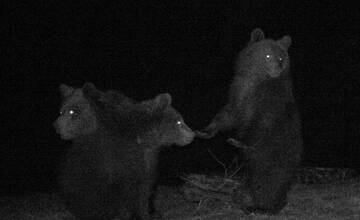 Medvede v okolí Žiliny sa už zobudili zo zimného spánku, v prírode buďte opatrní!