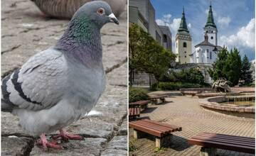 Mesto Žilina vyzýva obyvateľov, aby nekŕmili holuby. Dôvodom sú choroby aj znečistené plochy