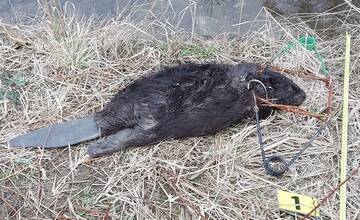 FOTO: Pytliaci na Liptove zlomili väzy chránenému bobrovi, spôsobili škodu 2-tisíc eur