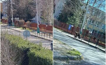 V centre Liptovského Mikuláša útočil medveď. Starší muž má zranenú hlavu, ďalšia žena rameno