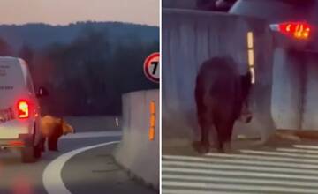VIDEO: Po diaľnici pri Bytči sa prechádzal diviak, spôsobil kolónu na zjazde