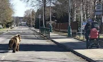 Na medveďa v Liptovskom Mikuláši nastrážili fotopasce. Mesto tvrdí, že je bezpečné