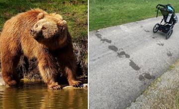Pri Vodnom diele Žilina našli stopy dvoch medveďov, prechádzali cez obľúbenú cyklotrasu